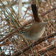 Bouscarle de Cetti