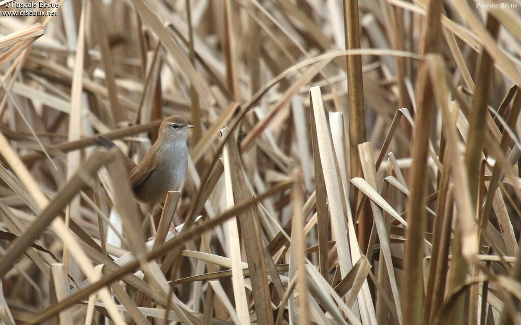 Cetti's Warbleradult