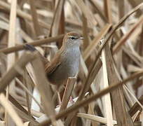 Cetti's Warbler