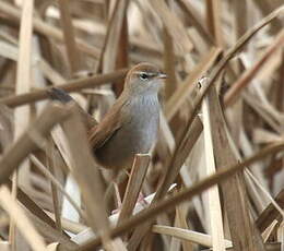 Bouscarle de Cetti