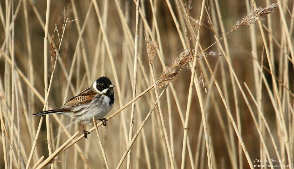 Common Reed Bunting male adult