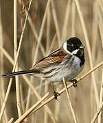 Common Reed Bunting