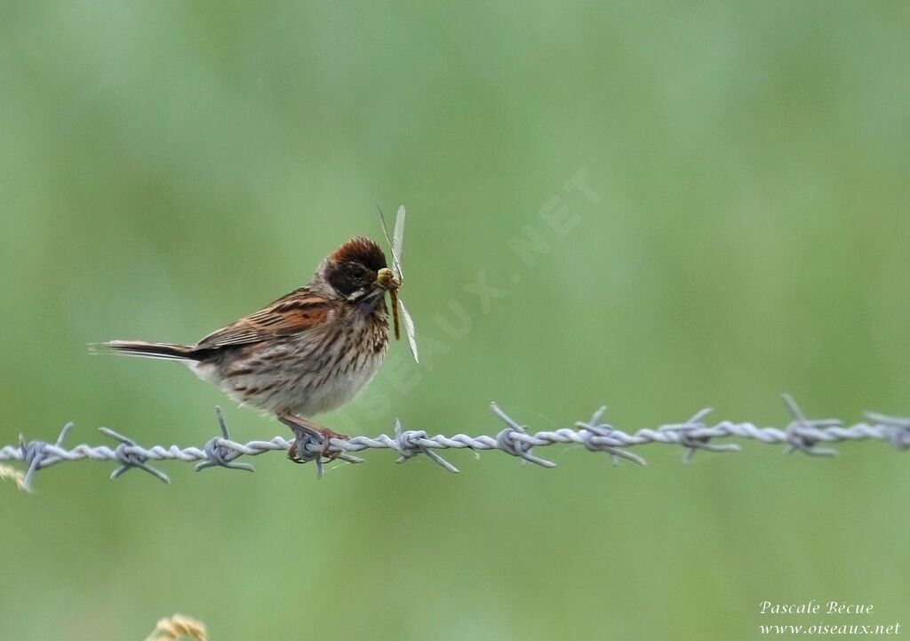 Common Reed Bunting female adult, Behaviour