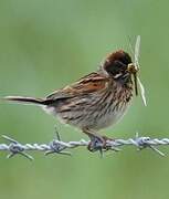 Common Reed Bunting