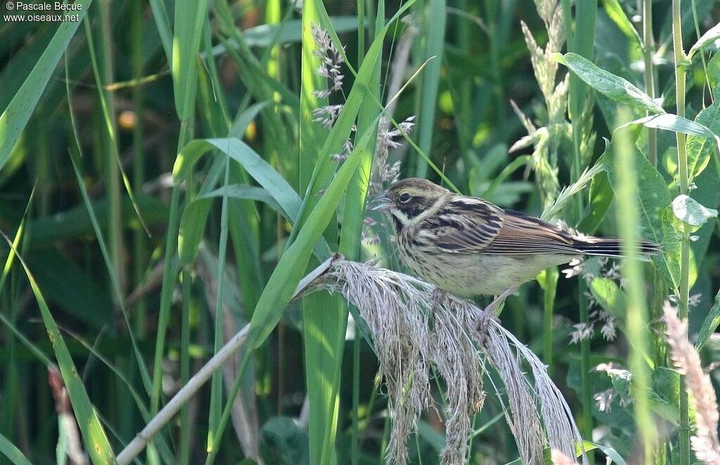 Common Reed Buntingjuvenile