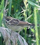 Common Reed Bunting