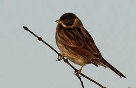 Common Reed Bunting