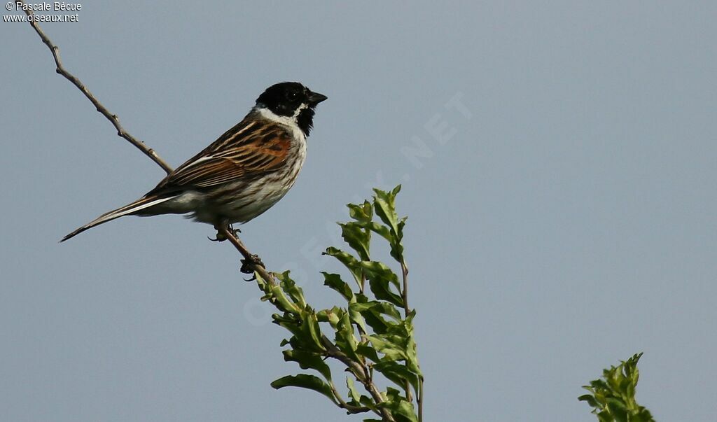 Common Reed Bunting male adult breeding