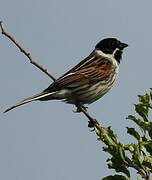 Common Reed Bunting