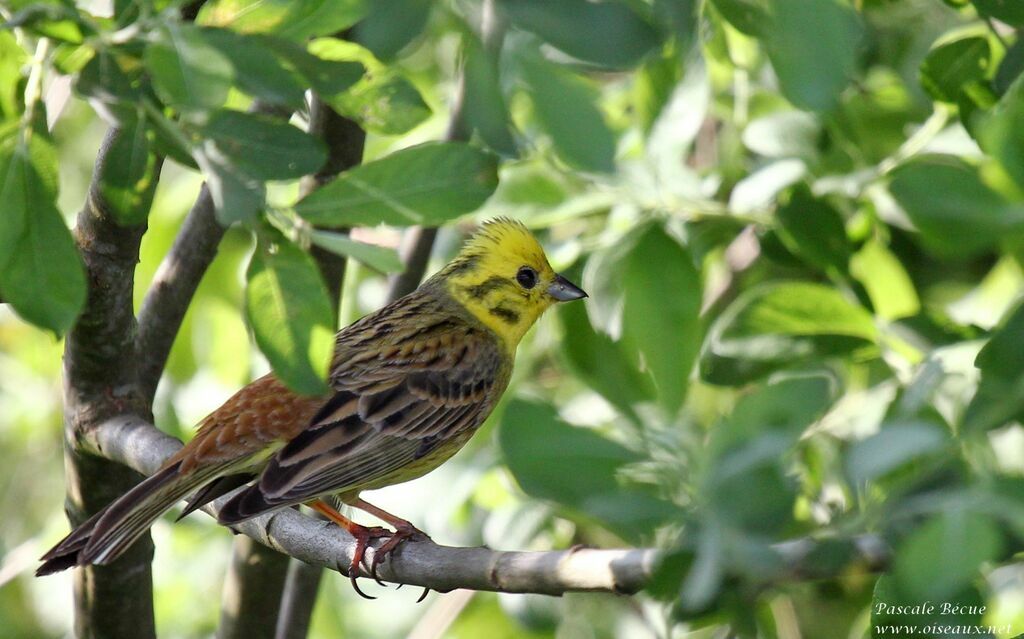 Bruant jaune femelle adulte