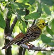 Yellowhammer