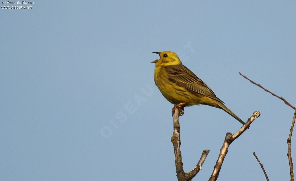 Yellowhammer male adult