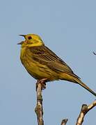 Yellowhammer