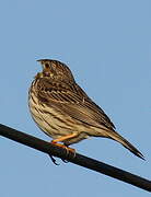 Corn Bunting