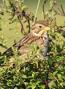 Corn Bunting