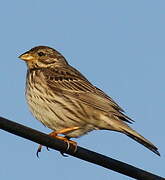 Corn Bunting