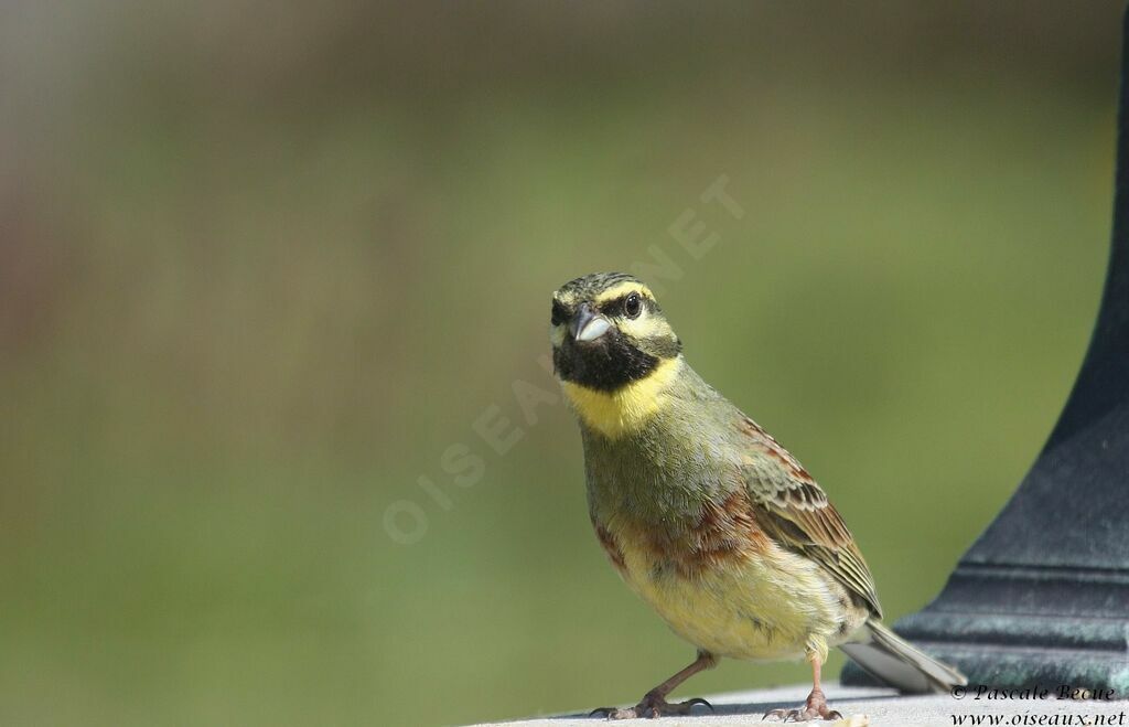 Cirl Bunting male adult