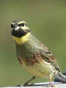 Cirl Bunting