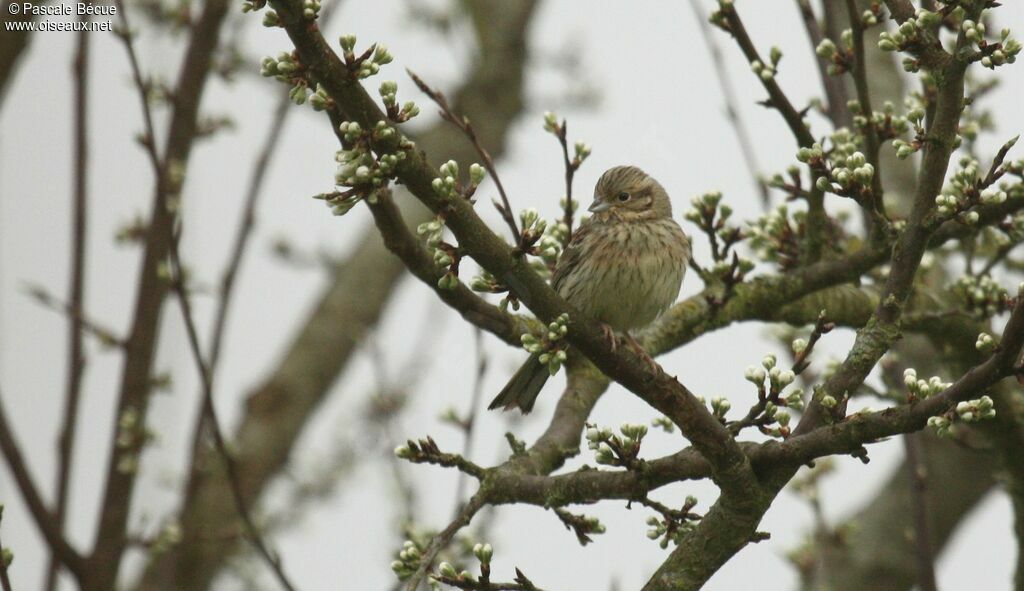 Cirl Bunting female adult