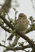 Cirl Bunting