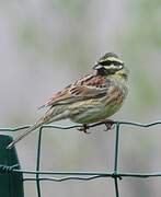 Cirl Bunting