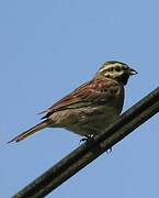 Cirl Bunting