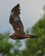 Western Marsh Harrier