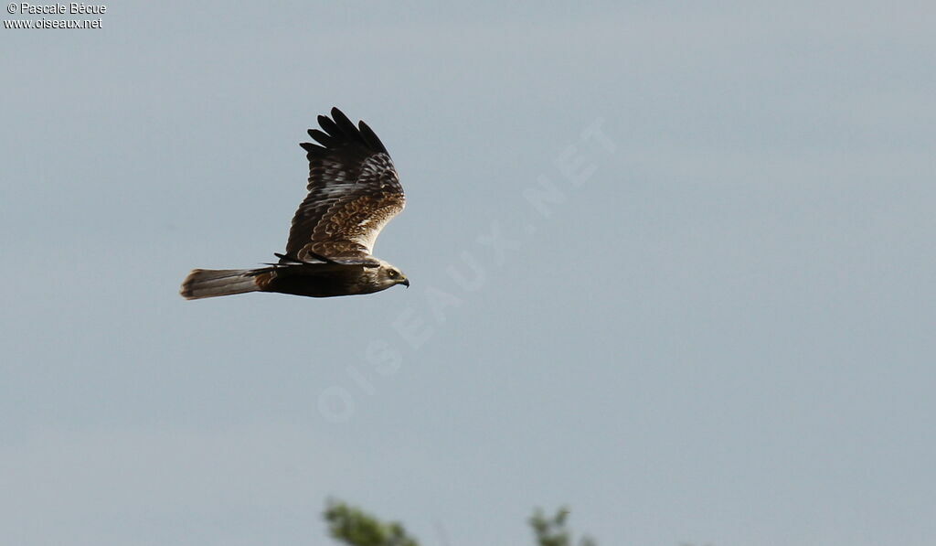 Western Marsh Harrier