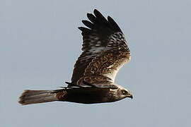 Western Marsh Harrier