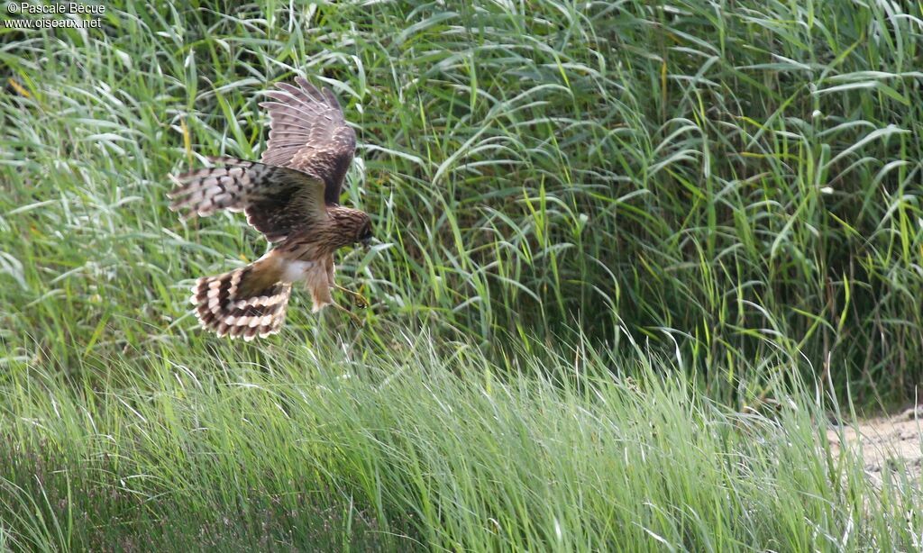 Hen Harrier