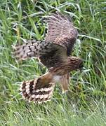 Hen Harrier