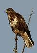 Buse variable