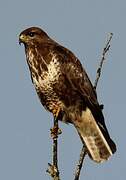 Common Buzzard