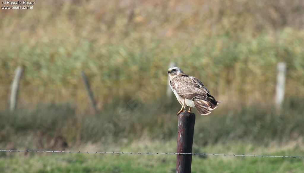 Buse variable