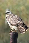 Buse variable