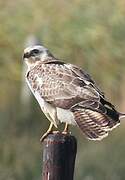 Common Buzzard