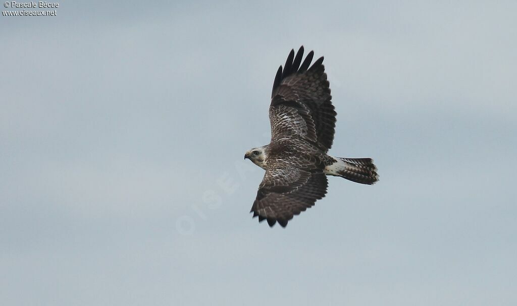 Buse variable