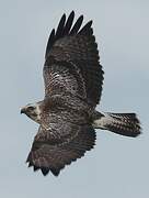 Common Buzzard