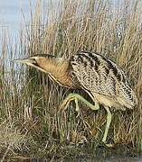 Eurasian Bittern