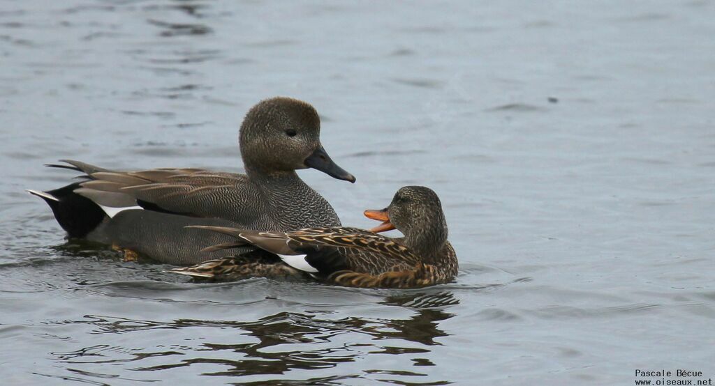 Gadwall adult