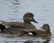 Gadwall