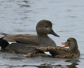 Canard chipeau