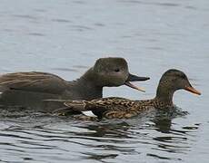 Gadwall