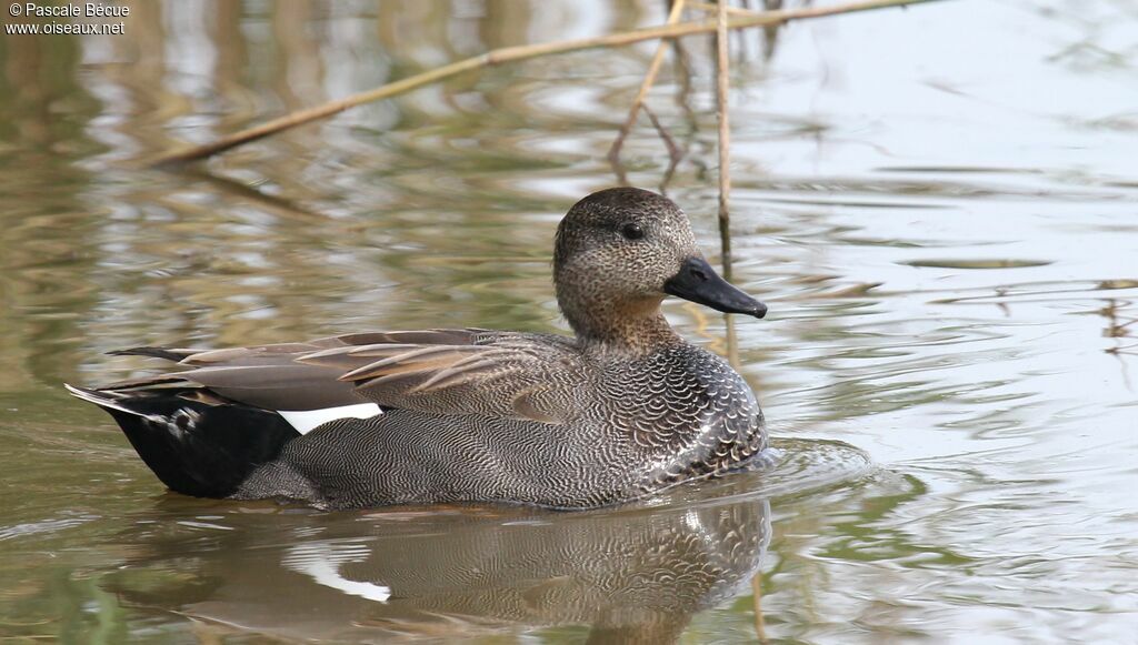 Canard chipeau mâle adulte nuptial, identification