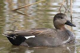 Gadwall