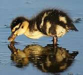 Canard colvert