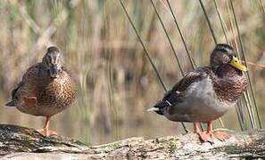 Mallard