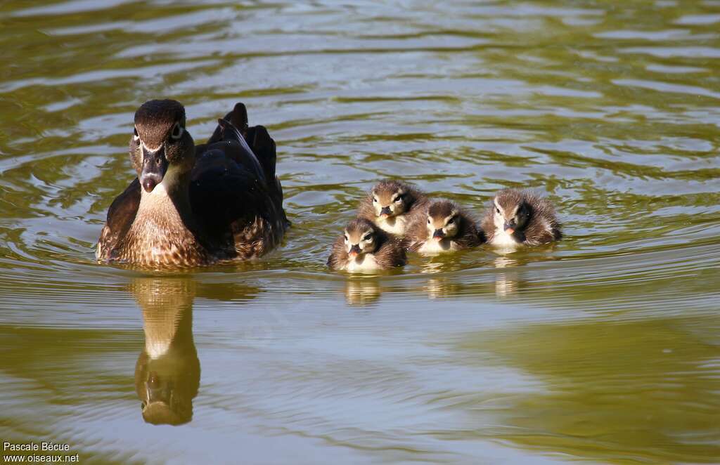 Canard mandarin, Nidification