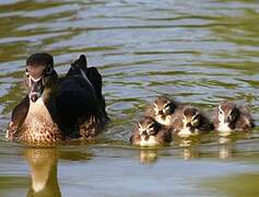 Mandarin Duck