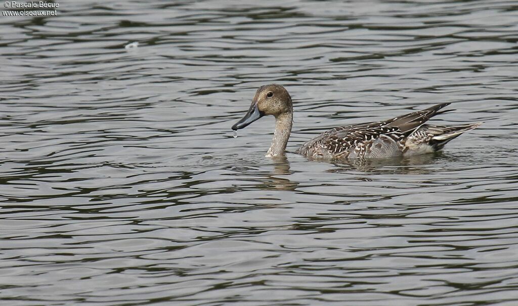 Canard piletadulte